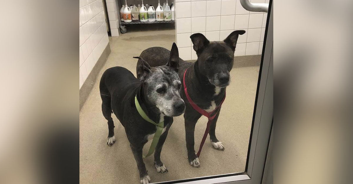 Trabajadores encuentran a dos perros mayores abandonados en un baño