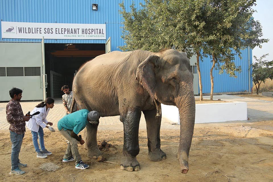 Tratan a elefante herido Tratan a elefante herido