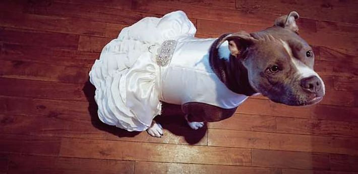 Vestido de novia para Bailey Vestido de novia para Bailey