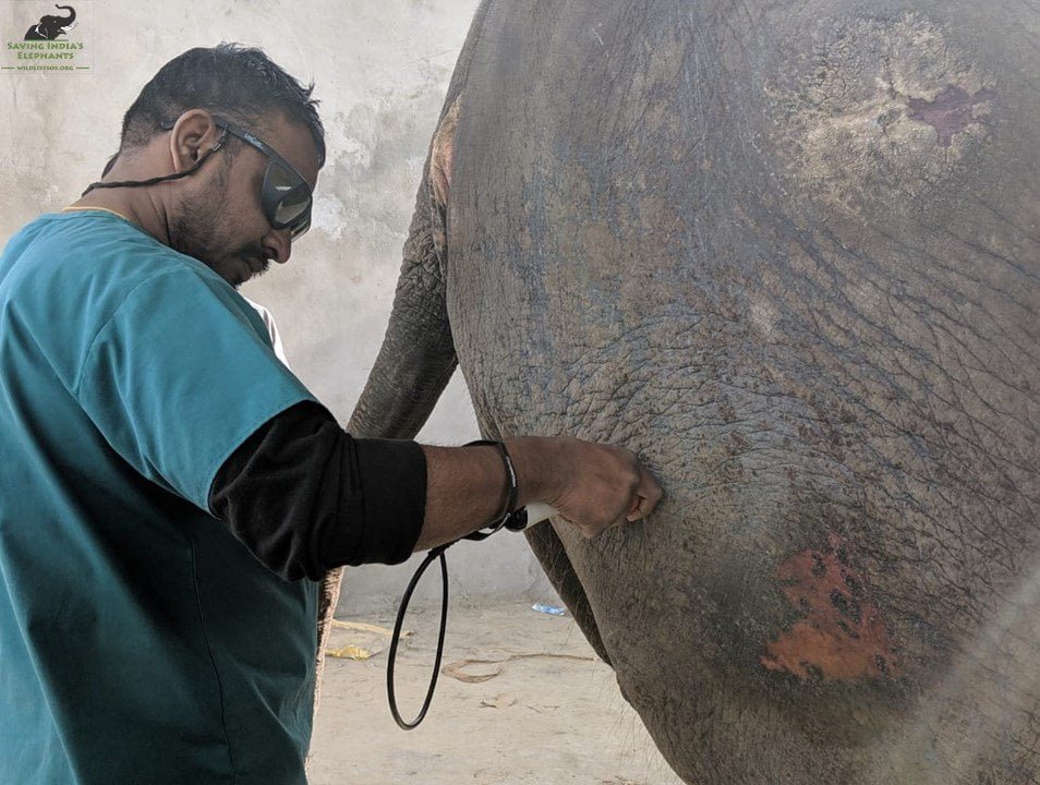 Veterinario examinando a elefante Veterinario examinando a elefante