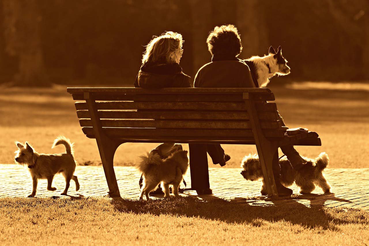 adoptar mascotas