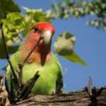 Agapornis o Inseparables: Cuidados, tipos y características 36 ave del amor - lovebirds - inseparable