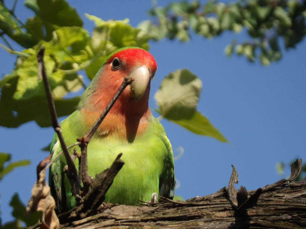 Agapornis o Inseparables: Cuidados, tipos y características 20 ave del amor - lovebirds - inseparable