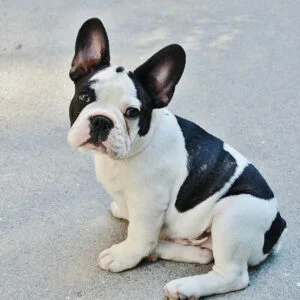 Bulldog francés