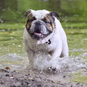 Bulldog inglés