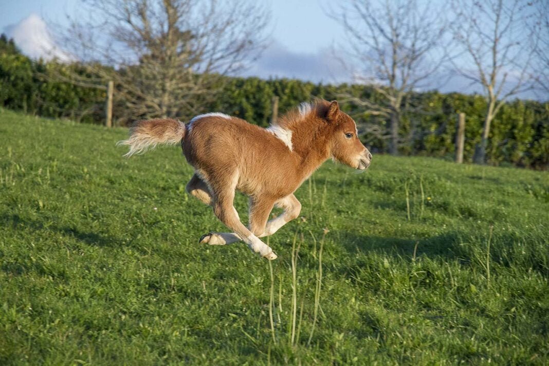 Caballo como mascota