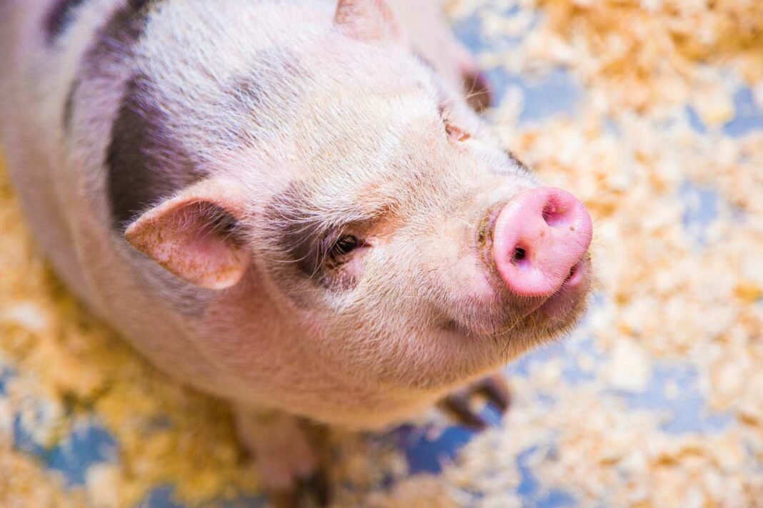 Cerdita como animal de compañía