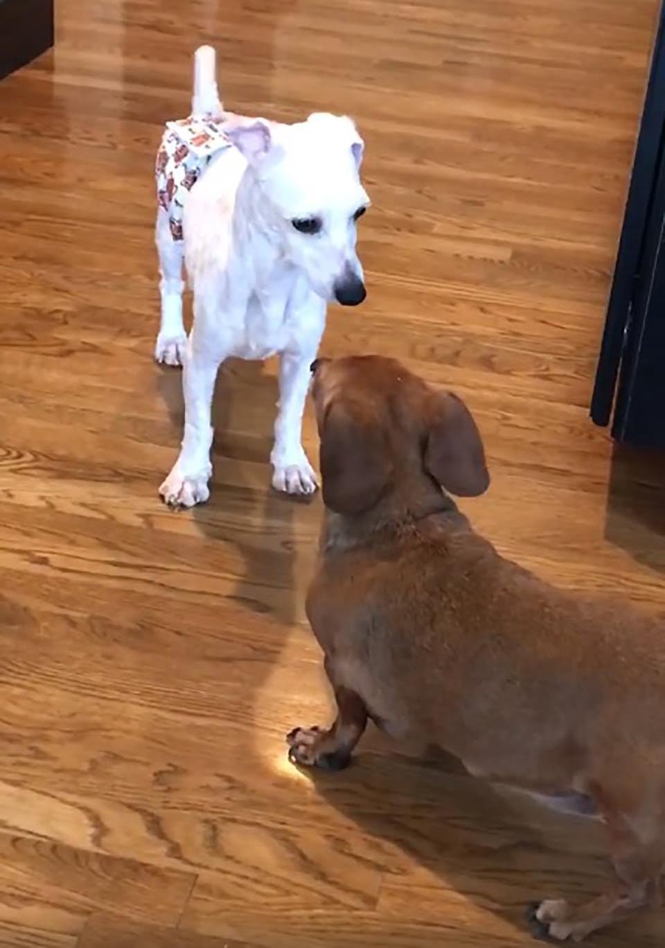 Perrito rescatado de un criadero ni siquiera sabía cómo dormir acostado 10 dos perritos jugando