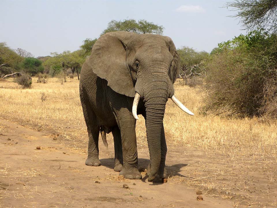 Elefante de África