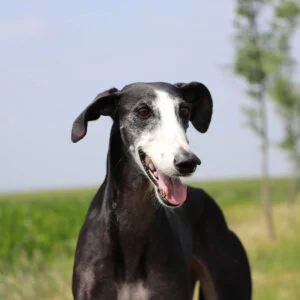 Galgo español