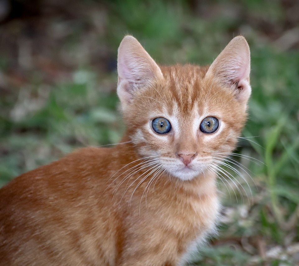 Gatito amarillo