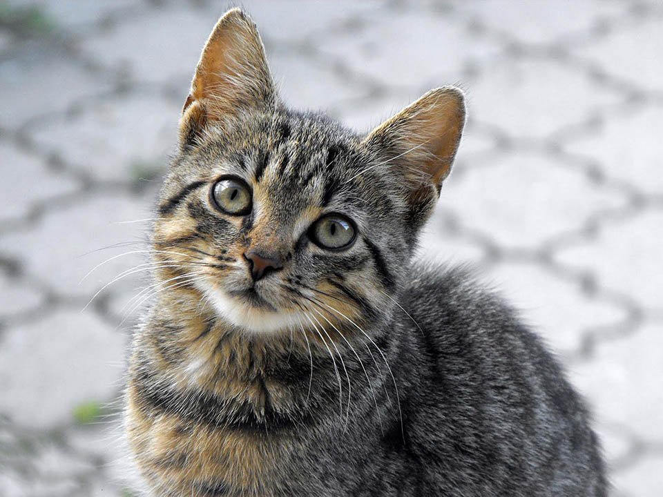 Gatito tigrillo