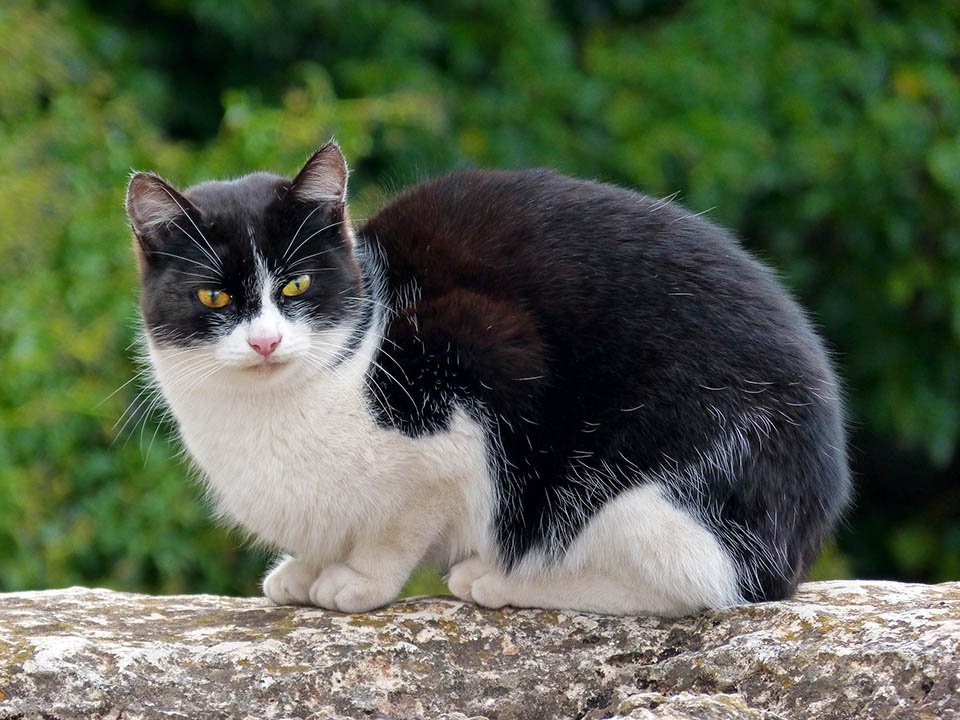 Gato color blanco y negro
