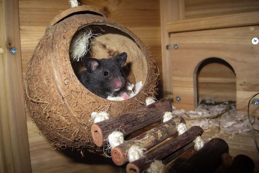 Hamster como animal doméstico