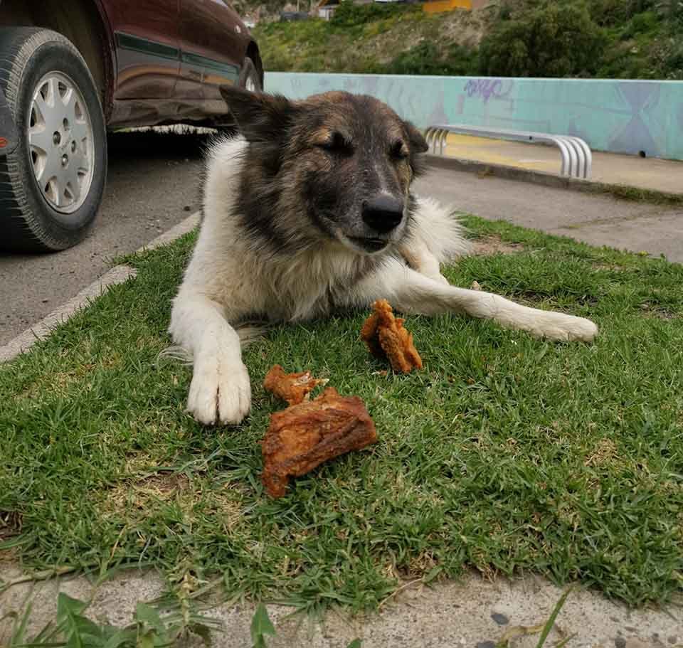 Hombre dejó su exitoso trabajo para alimentar a animales que habitan en la calle 18 Hombre lleva alimento a perro sin hogar