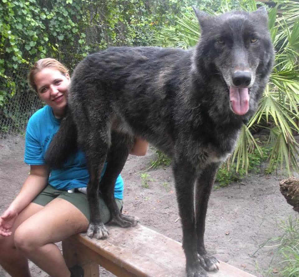 Hombre abandonó a su perro lobo en un refugio para que lo sacrificaran, pero un santuario lo salvó 24 lobo en santuario