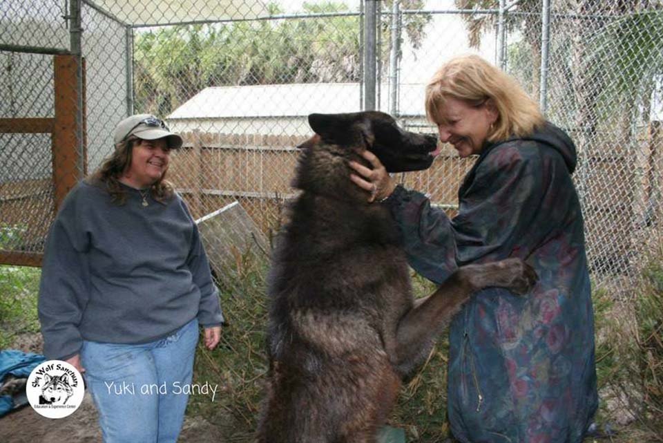 Hombre abandonó a su perro lobo en un refugio para que lo sacrificaran, pero un santuario lo salvó 21 lobo es amigable
