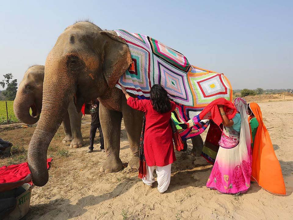 Personas tejen lindos suéteres gigantes para proteger del frío a los elefantes 10 Mujeres colocan suéter a elefante