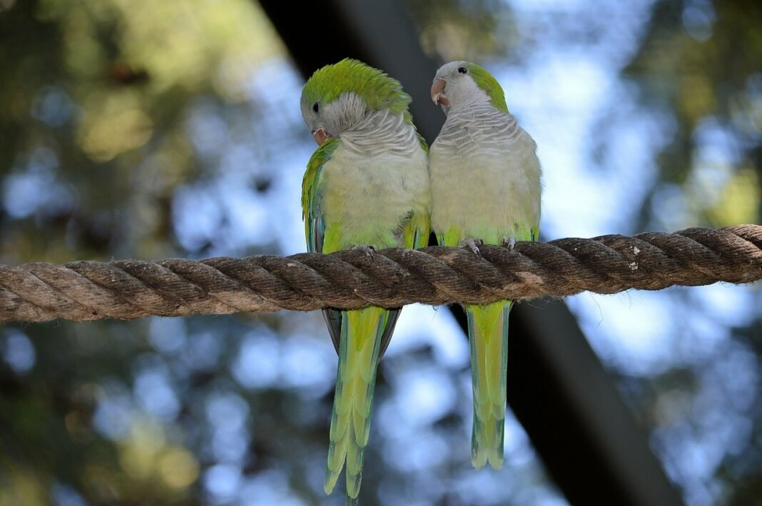 pajaros del amor inseparables