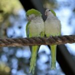 pajaros del amor inseparables