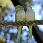 Agapornis o Inseparables: Cuidados, tipos y características 38 pajaros del amor inseparables