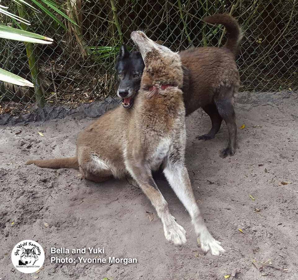 Hombre abandonó a su perro lobo en un refugio para que lo sacrificaran, pero un santuario lo salvó 23 par de lobos son amigos