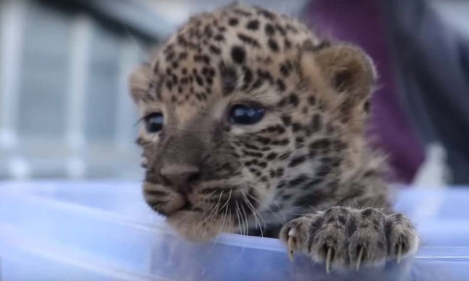 Pequeño leopardo se reúne con su madre después de ser encontrado llorando en un campo de caña de azúcar 4 Pequeño leopardo