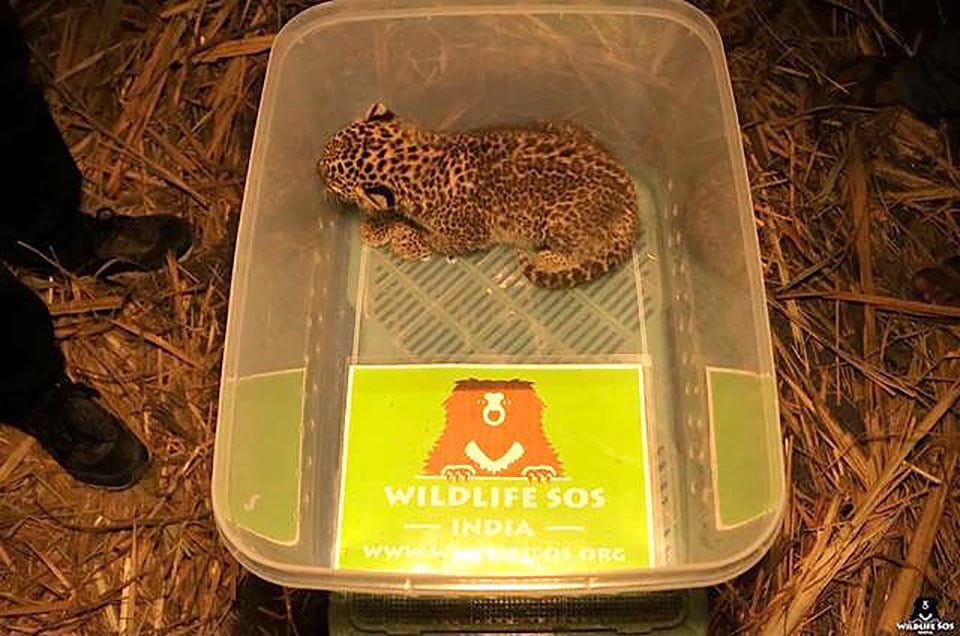 Pequeño leopardo se reúne con su madre después de ser encontrado llorando en un campo de caña de azúcar 5 Pequeño leoparto fue encontrado llorando