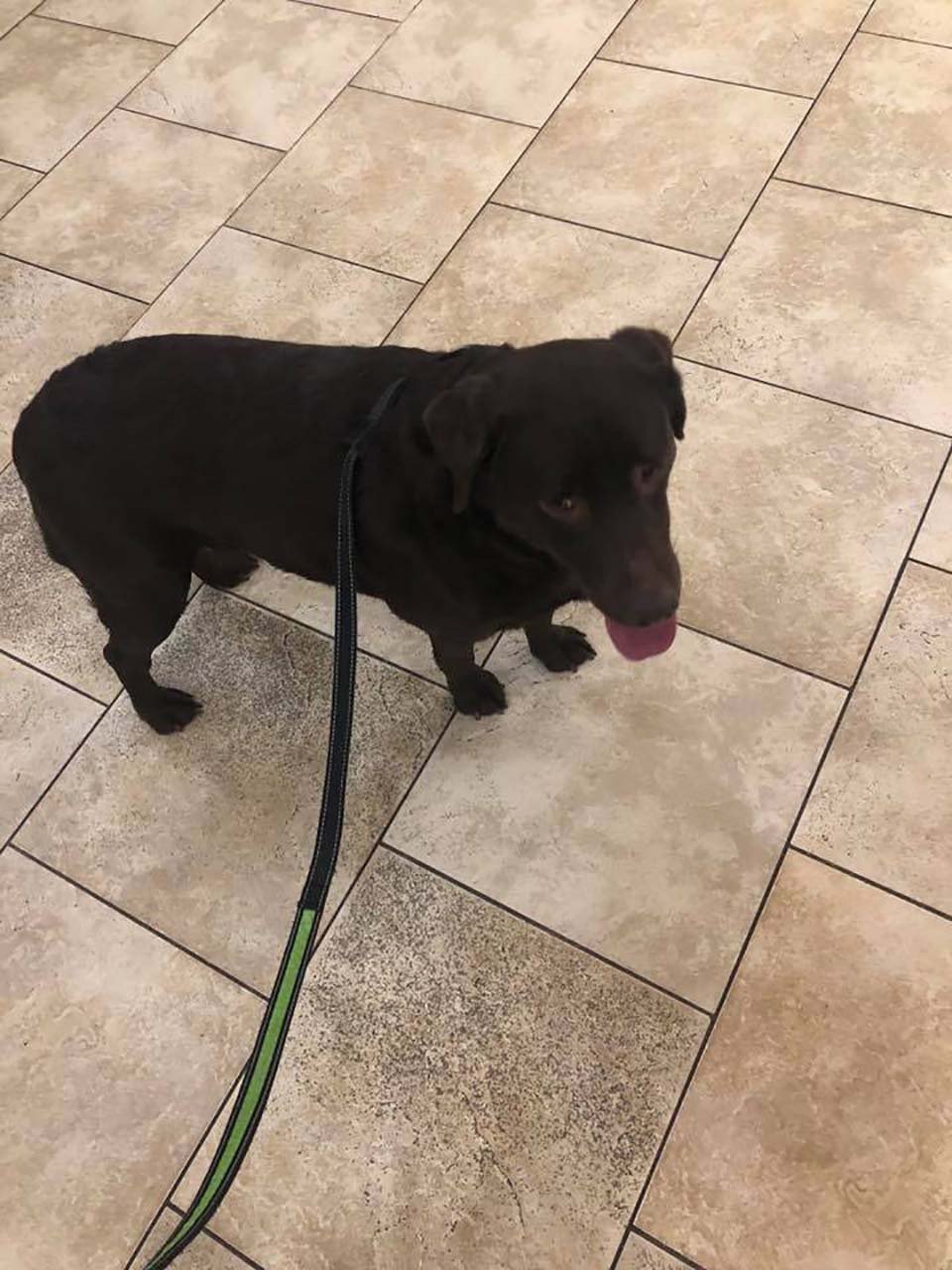 Hombre sostuvo un letrero de "perro perdido" en la calle hasta encontrar a su familia 11 perrita en un veterinario fue escaneada por microchip