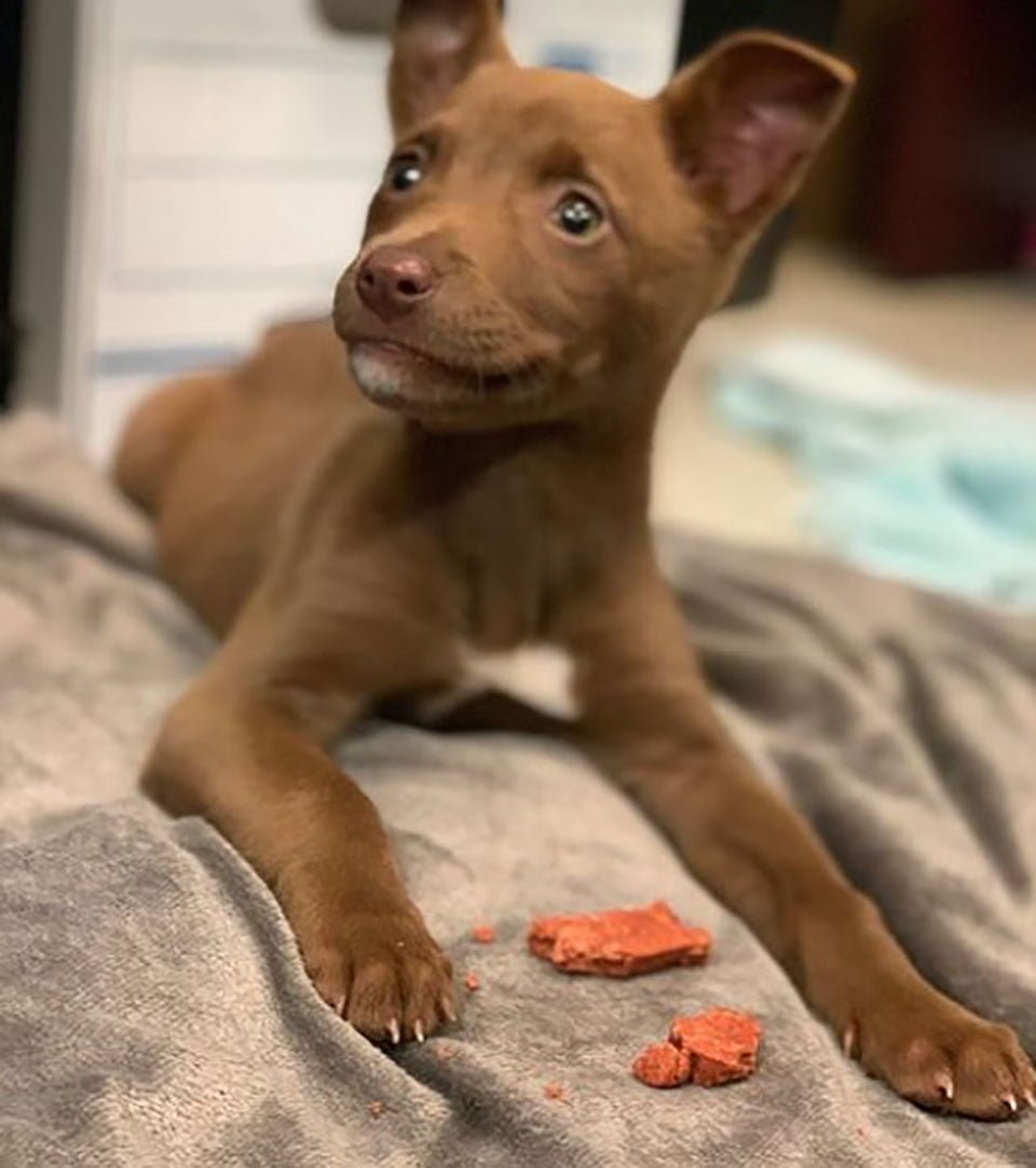 Perrito de un refugio encuentra una familia gracias a su hermosa sonrisa 1 perrita smiley miley