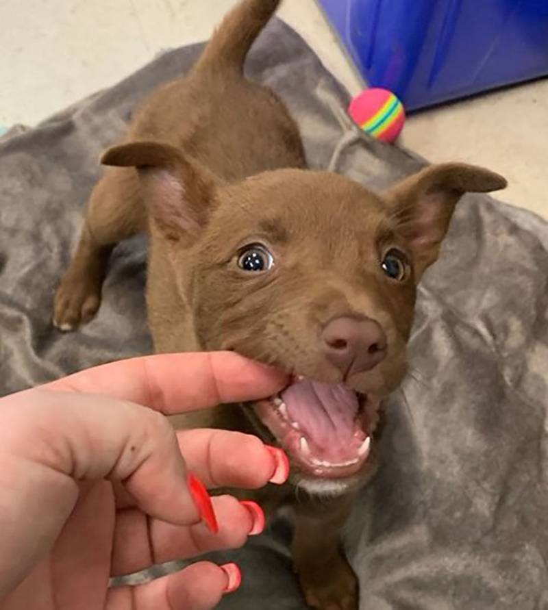 Perrito de un refugio encuentra una familia gracias a su hermosa sonrisa 2 perrita tiene nuevo hogar