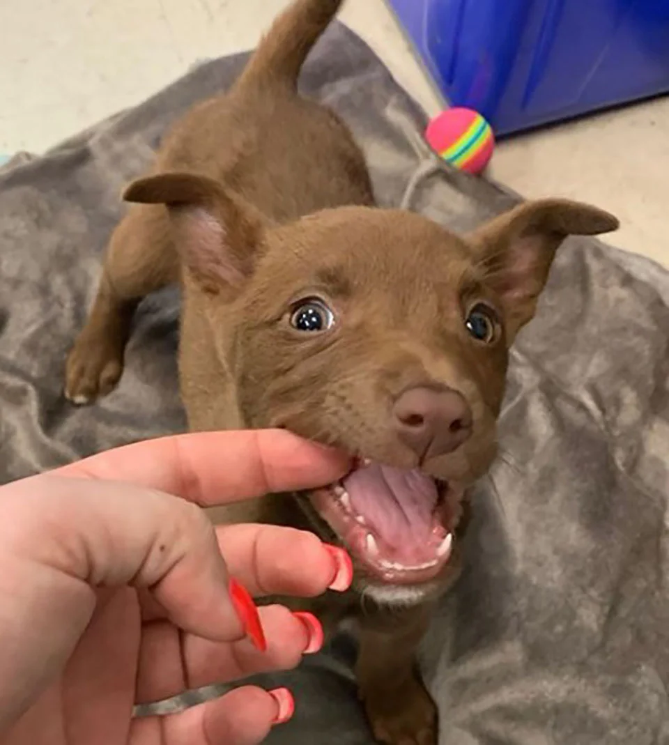 perrita tiene nuevo hogar