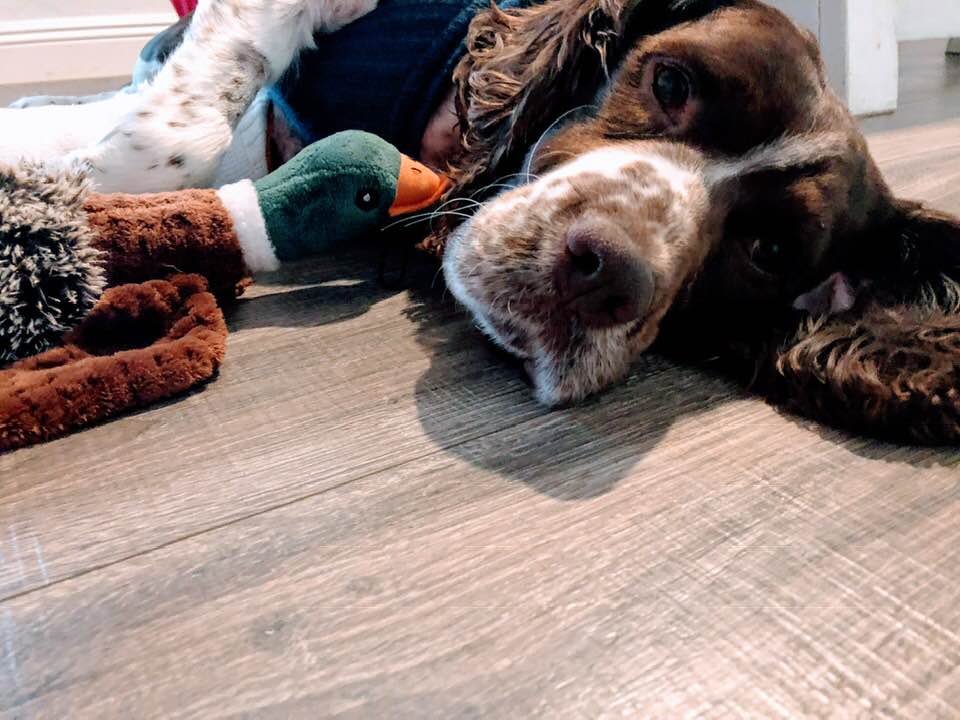 Mujer encontró a un perro herido en una montaña y bajó con él sobre sus hombros 23 Perrito descansando