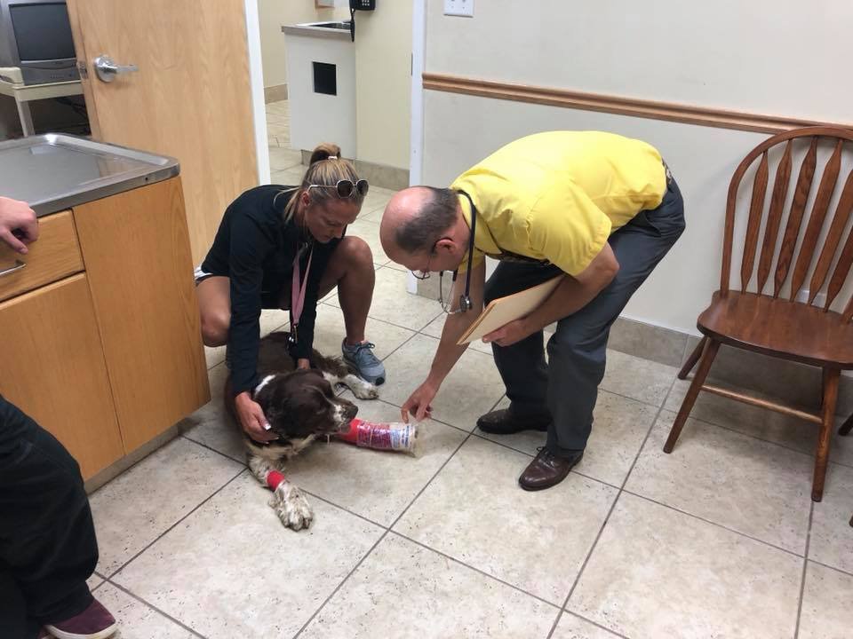 Mujer encontró a un perro herido en una montaña y bajó con él sobre sus hombros 20 Perrito en el veterinario