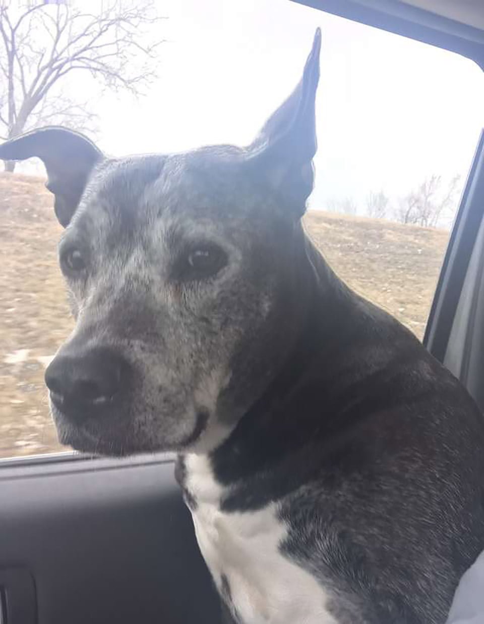 Trabajadores de una tienda encuentran a dos perros mayores abandonados en el baño 8 perrito mayor en auto