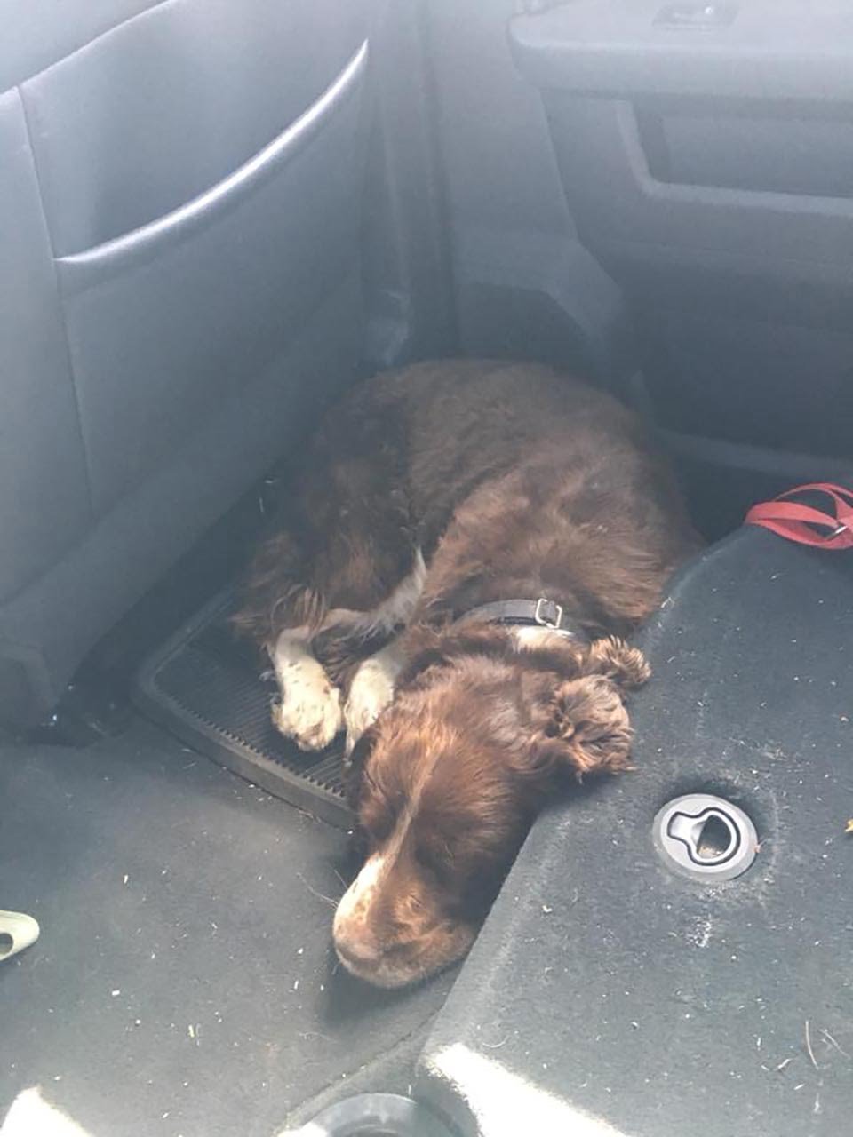 Mujer encontró a un perro herido en una montaña y bajó con él sobre sus hombros 16 Perrito rescatado descansa en el auto
