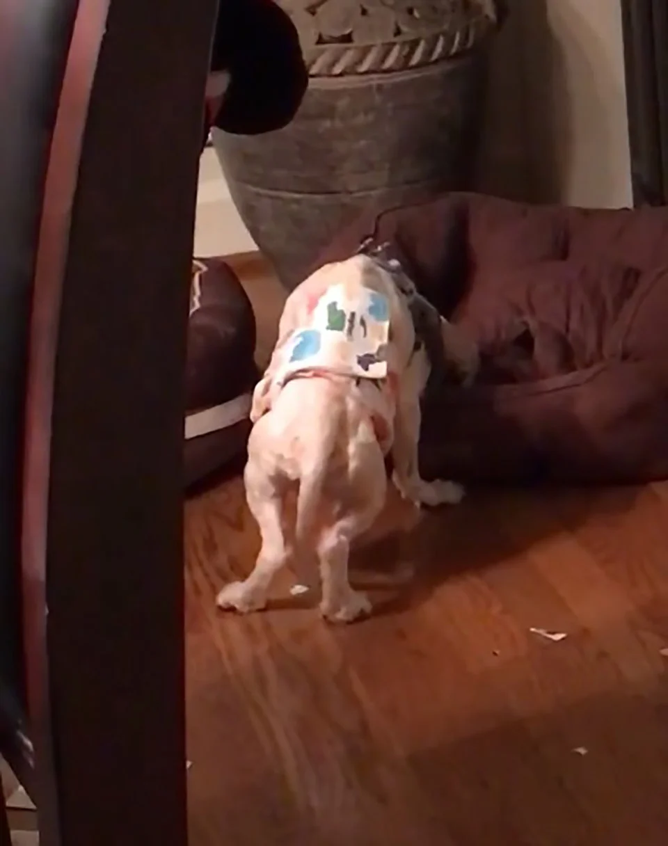 Perrito rescatado de un criadero ni siquiera sabía cómo dormir acostado 3 perrito rescatado no puede acostarse