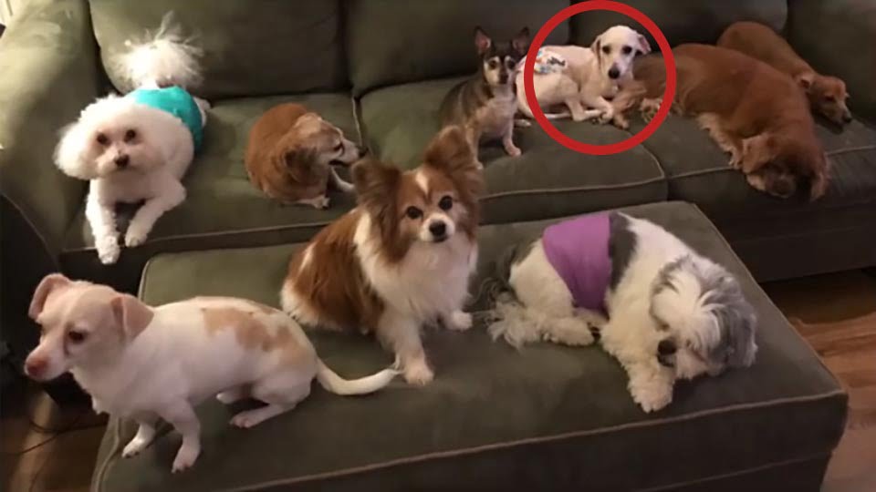 perrito sobreviviente y sus compañeros caninos