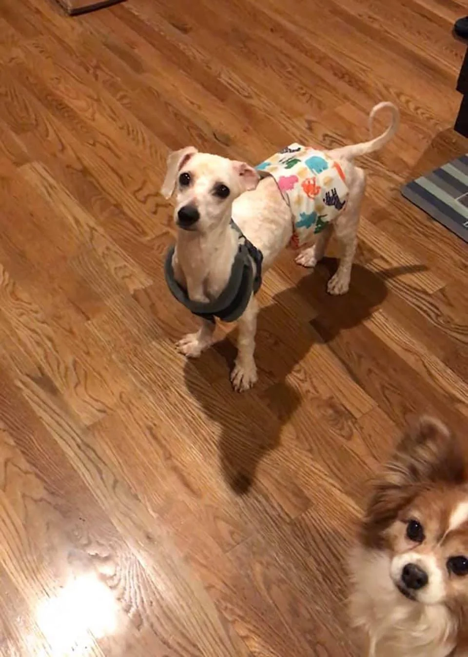 Perrito rescatado de un criadero ni siquiera sabía cómo dormir acostado 1 perritos