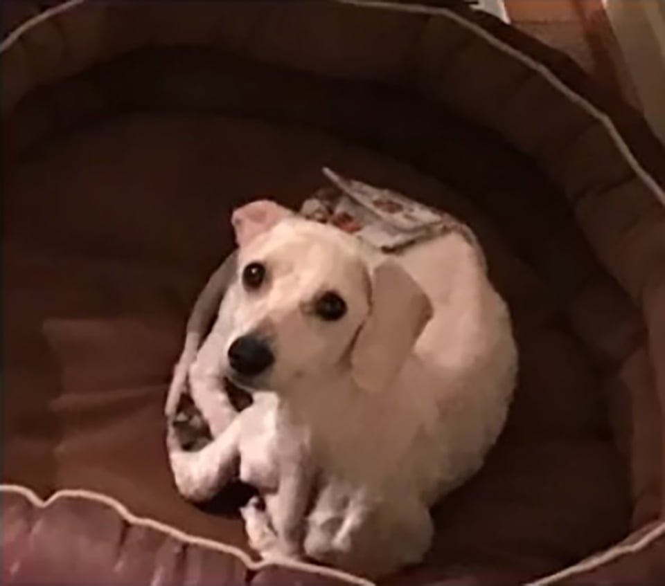 Perrito rescatado de un criadero ni siquiera sabía cómo dormir acostado 16 perro caniche relajandose