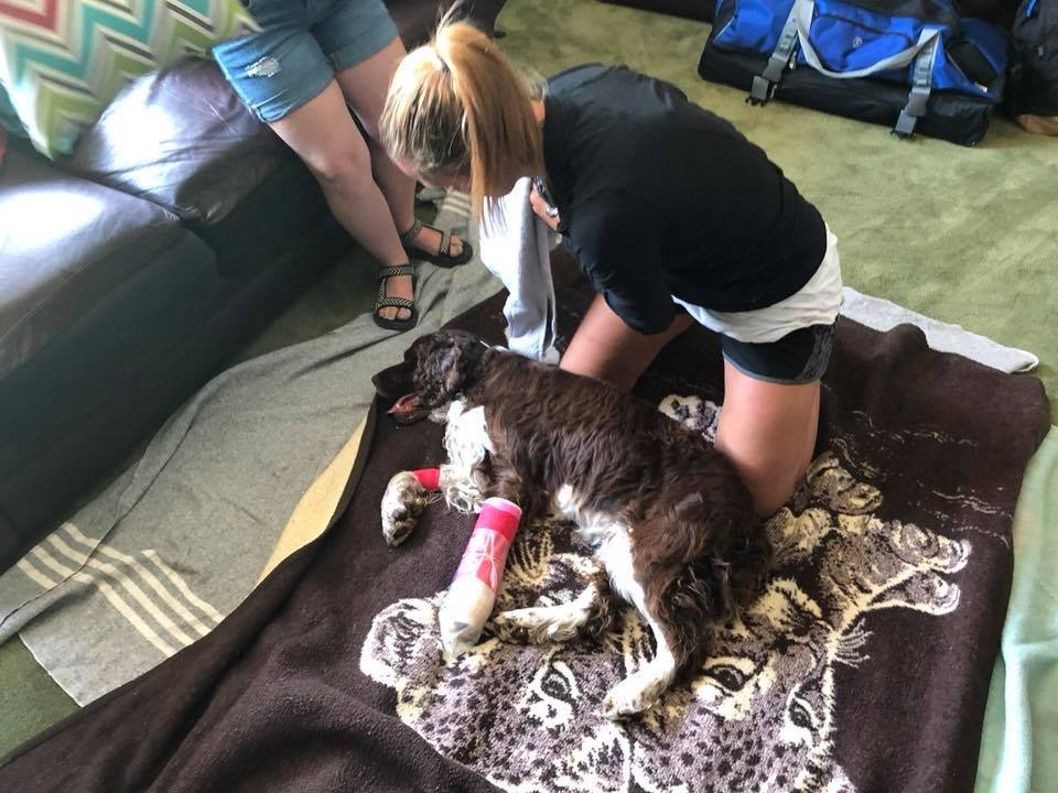 Mujer encontró a un perro herido en una montaña y bajó con él sobre sus hombros 24 Perro en hogar con pata inmovilizada