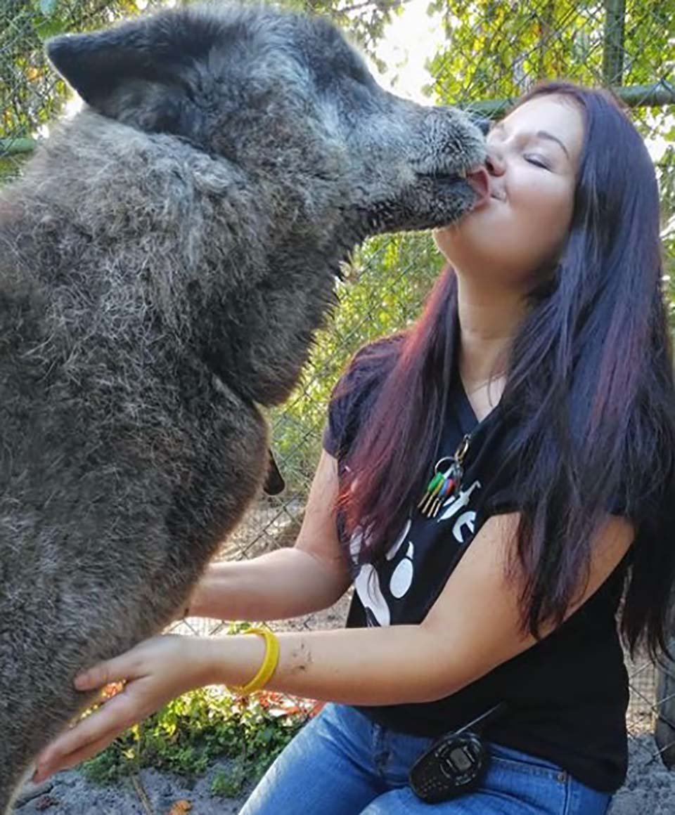 Hombre abandonó a su perro lobo en un refugio para que lo sacrificaran, pero un santuario lo salvó 22 perro lobo es muy amigable