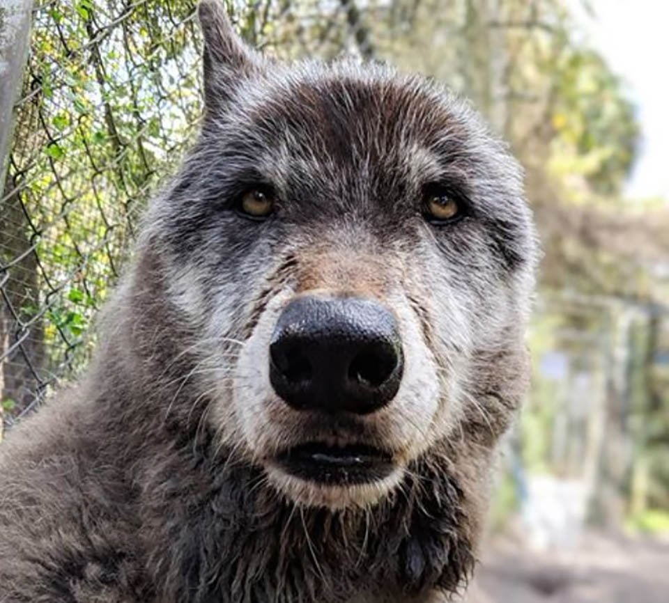 Hombre abandonó a su perro lobo en un refugio para que lo sacrificaran, pero un santuario lo salvó 20 perro lobo habia sido abandonado por hombre