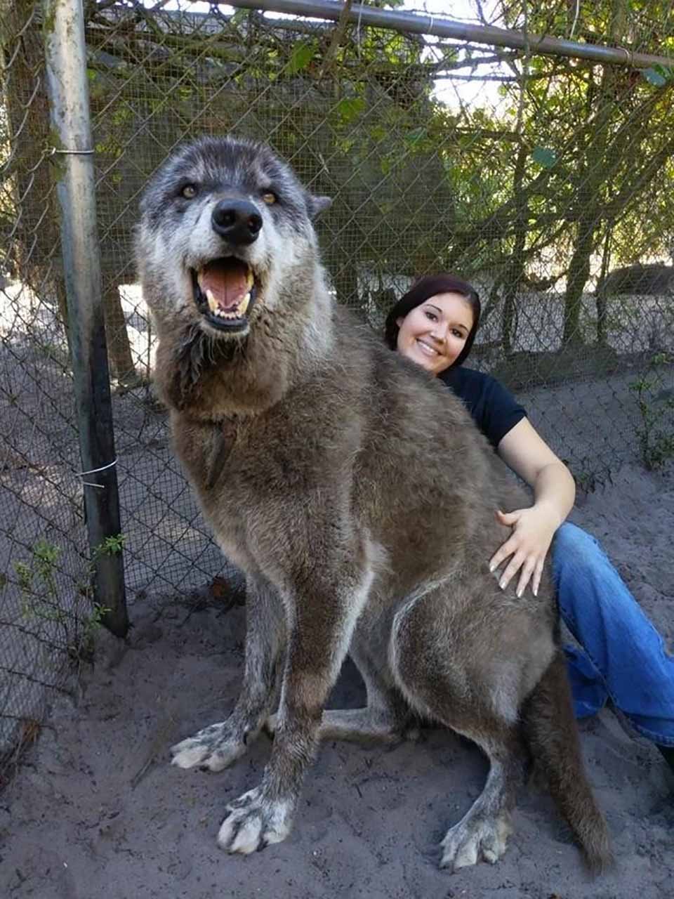Hombre abandonó a su perro lobo en un refugio para que lo sacrificaran, pero un santuario lo salvó 14 perro lobo realmente no es tan grande como parece en foto