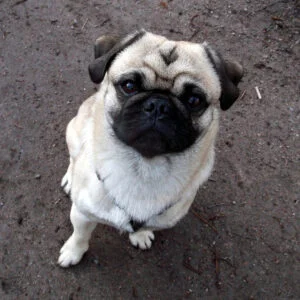 Pug