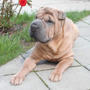 Shar Pei