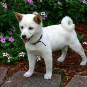 Shiba Inu
