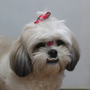 Shih Tzu