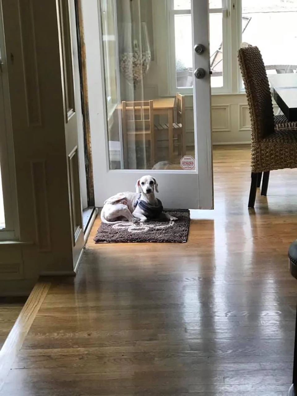 Perrito rescatado de un criadero ni siquiera sabía cómo dormir acostado 7 sobreviviente caniche