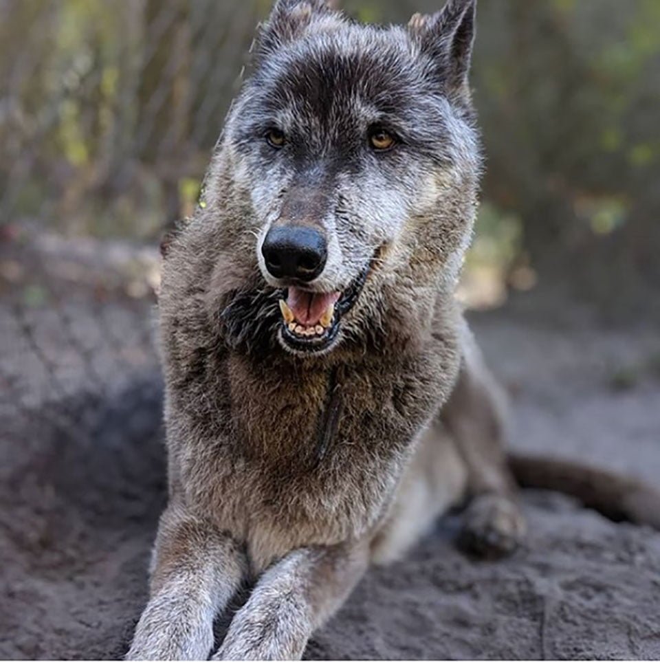 Hombre abandonó a su perro lobo en un refugio para que lo sacrificaran, pero un santuario lo salvó 16 yuki en santuario